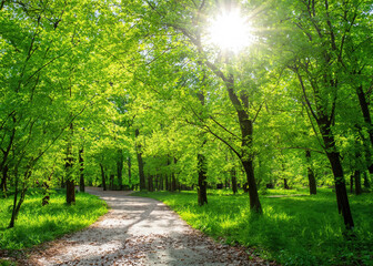 Sticker - Tranquil Park Scene, Sunlight Filters Through Verdant Canopy