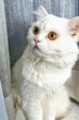 a white cat with yellow eyes sitting on a window sill.