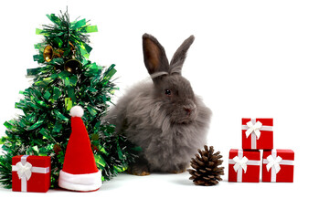 Wall Mural - Cute fluffy long hair gray Lionhead rabbit with decorative Christmas tree, red gift box present and Santa hat on white background. Merry Christmas with bunny pet, animal on winter holiday celebration.