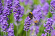 Bumblebee on purple lavender flower in the meadow