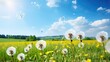 Field of fluffy dandelions in spring and summer on a meadow in nature against a blue sky with white clouds on a Sunny day