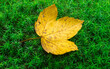 jesienny liść klonu na tle mchu