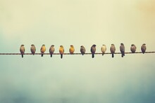 A Group Birds On A Wire