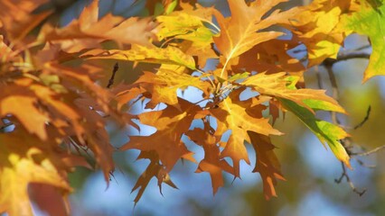 Wall Mural - All vibrant colors of autumn in one video. Golden, yellow and orange oak leaves sway in breeze on sunny autumn day against backdrop of clear blue sky, capturing essence of fall season