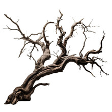 Dead Tree On Transparent Background PNG For Halloween And Horror Decorations
