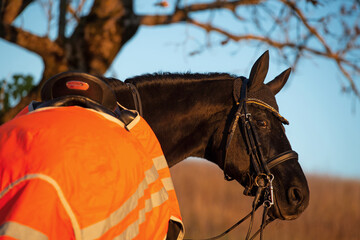 Wall Mural -  portrait of beautiful black dressage stallion  dressed in training protection cover  posing at sunset. autumn season