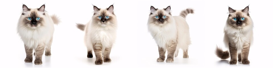 Wall Mural - A sophisticated Ragdoll feline with entrancing aquamarine eyes stands with one paw lifted, gazing directly into the camera on an isolated white backdrop.