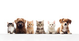 Fototapeta Koty - Cachorros e gatos juntos com um fundo branco