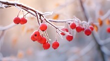 Winter Snow Day And Frozen Tree Branch With Berry Wallpaper Background