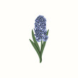 Flat vector hyacinth flower illustration