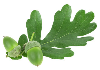 Wall Mural - Green acorn fruits with green oak leaf isolated on a white background