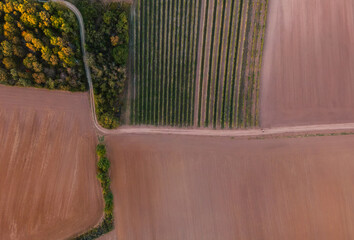 Drone view down on wheat and vineyards