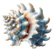 Colorful spiky seashell, white, orange and blue, isolated on transparent background, no shadow