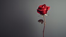 Gorgeous single red velvety rose. Minimalist design card. Valentine, wedding, celebration, card, anniversary, birthday, gift, voucher. 