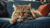 Fototapeta  - Cat lying on the couch