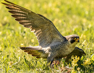 Canvas Print - Peregrine falcon with wing detail takes its prey