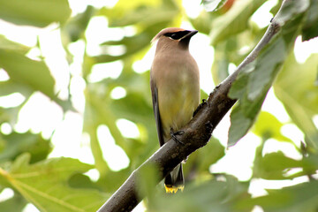 Sticker - Cedar Waxwing on Tree Branch 06