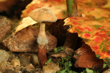 Canvas Print - Tiny Mushroom 02