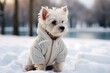 Cute little white dog in winter clothes standing on the snow in winter. A dwarf puppy walks in a snowy forest in cold weather.