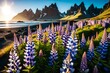 Majestic lupine flowers glowing by sunlight. Unusual and gorgeous scene. Popular tourist attraction.