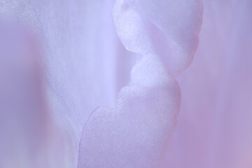  Beautiful lilac Gladiolus flower as background, macro view