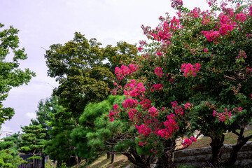 Wall Mural - The Korean traditional beautiful garden.