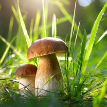 Porcini Mushrooms Between Fresh Green Grass In The Sunny Forest. Close-up.