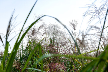 Wall Mural - Beautiful and colorful view of silver grass,Miscanthus sinensis park.	