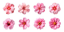 Collection Of Various Pink Flowers Isolated On A Transparent Background