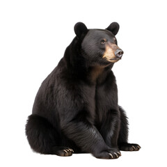 front view, black bear in sitting position, looking to right side, isolated on transparent backgroun