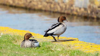 Wall Mural - Tasmanian ducks in the park