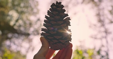 Wall Mural - Big fir cone or pinecone from forest in the hand of a man scout outdoor. color autumn season