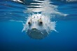 fugu fish in ocean natural environment. Ocean nature photography