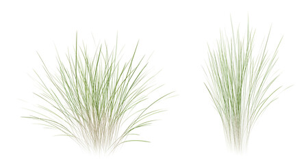 Wall Mural - bunches of grass on a transparent background. 3d rendering.