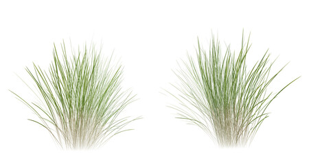 Wall Mural - bunches of grass on a transparent background. 3d rendering.
