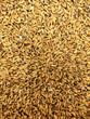 Pile of rice and grain background