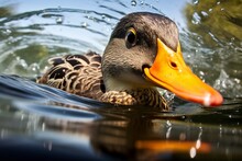 Generative AI : Mallard Duck Swims Through The Water
