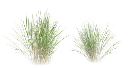 Sticker - Bunches of grass on a transparent background. 3D rendering.	