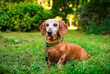A dachshund dog is sitting in the green grass on the background of the park. The dog is very old. The dog is walked on a leash. The photo is blurred