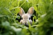 An adorable bashful bunny concealed in a field. Generative AI