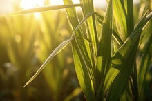 Sunlit Sugarcane In Springtime Plantation