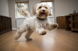 excited white maltese dog running to greet at the door, interior wooden floors