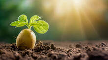 Close-up Of Green Potato Sprout Sprouting From Potato Tuber, Lost During Planting In Early Spring. The Green Plant Is Illuminated By Sunlight The Rising Sun. Blurred Background. Copy Space.
