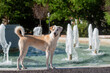 Wet adult female dog standing and looking next to a fountain