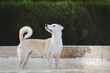 Adult female dog standing and looking up in a fountain