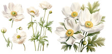 White Anemone Flower Watercolor Illustration Clipart. Generative AI.