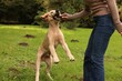 © New Africa - Woman playing with adorable Labrador Retriever puppy on green grass in park, closeup