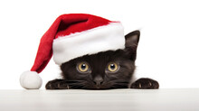 Black Kitten On Santa Clause Hat On White Background