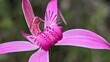 Majestic spider orchid is a threatened priority species