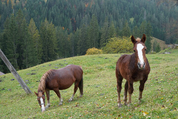 horses in the carpathians